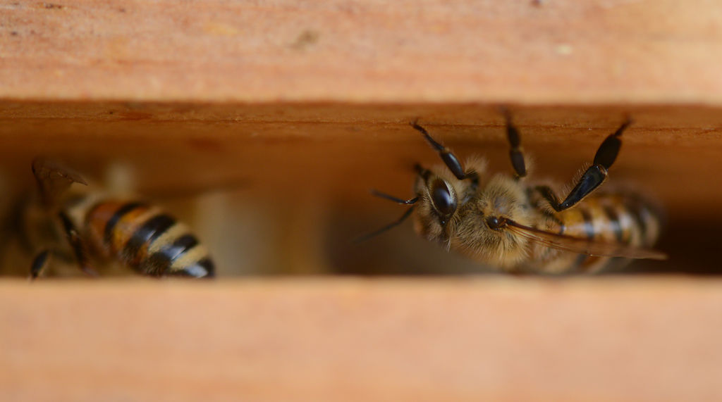 European honey bees guard their hive